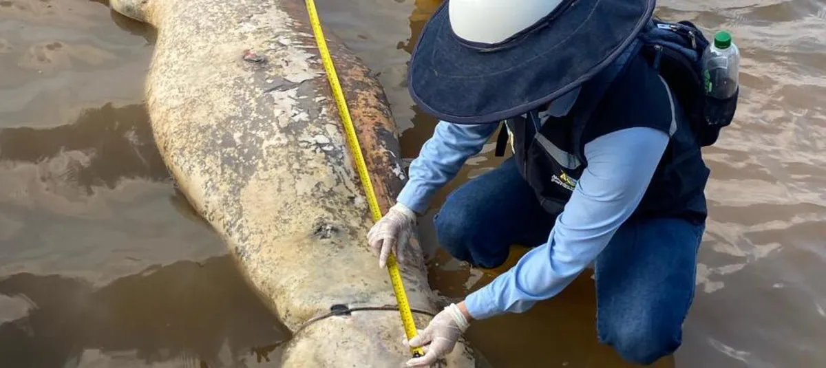 Alerta por muerte de manatíes y otras especies en el caño San Silvestre de Barrancabermeja