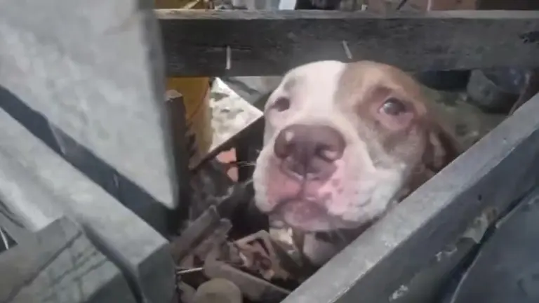 Rescatan a pitbull en difícil condición en el norte de Bucaramanga