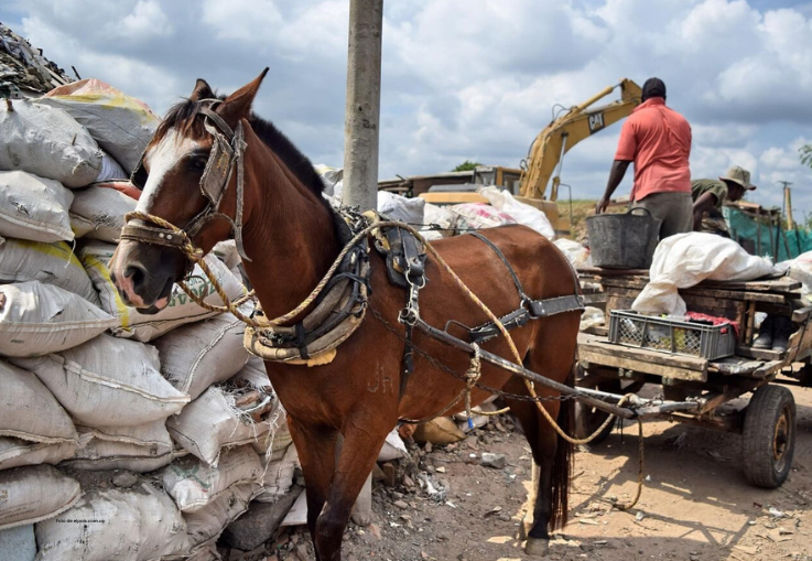 ¡No más animales jalando carretas! Piden a los alcaldes de Santander el cumplimiento de la ley