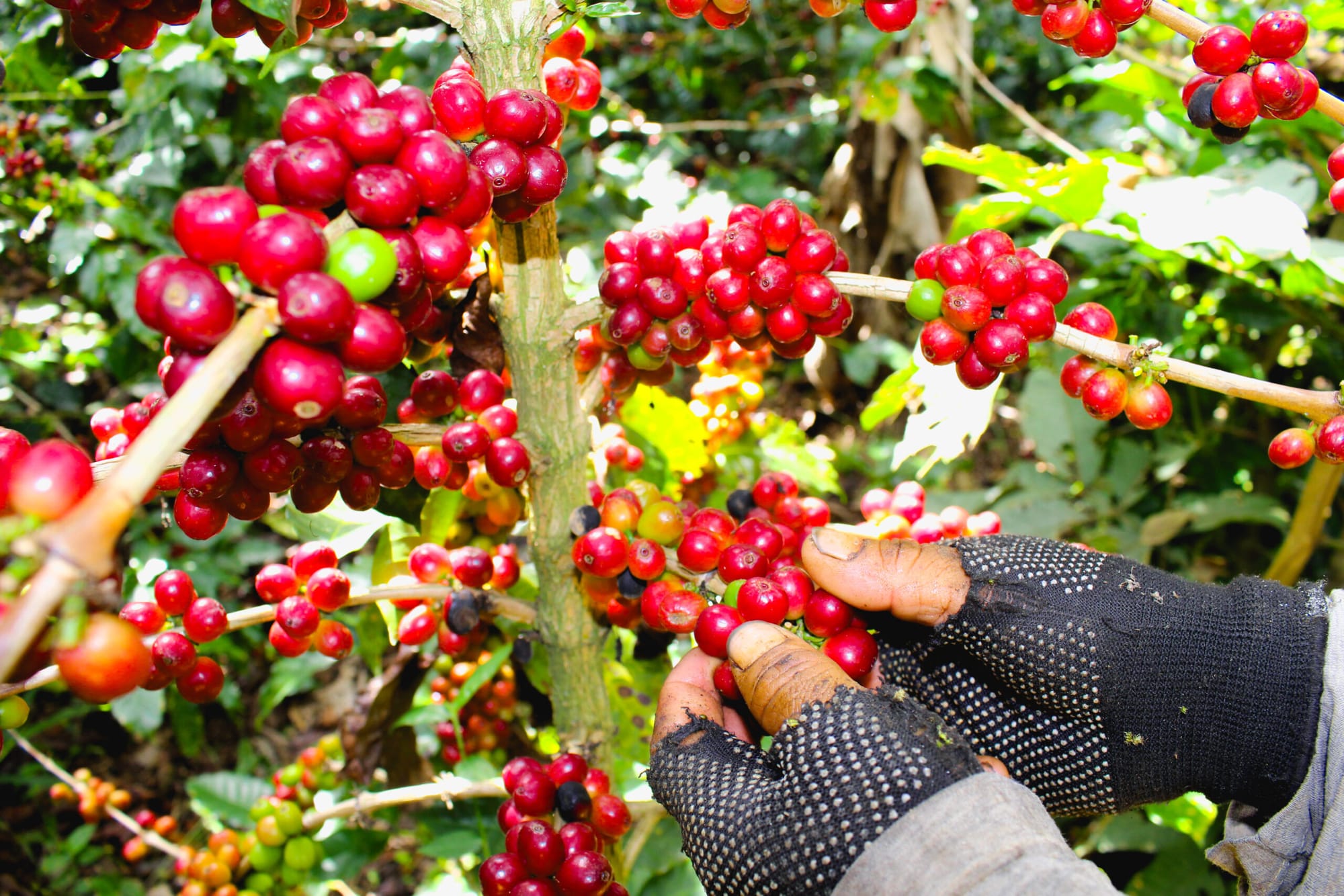 Cafetales con baja producción por culpa de El Niño en Santander