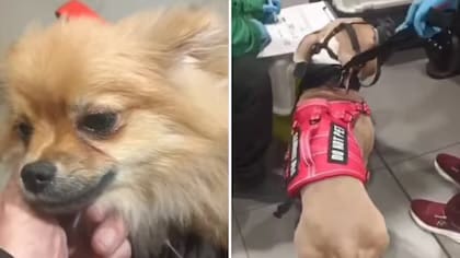 Pareja que abandonó a dos perros en El Dorado dijo que preferirían aplicarles la eutanasia