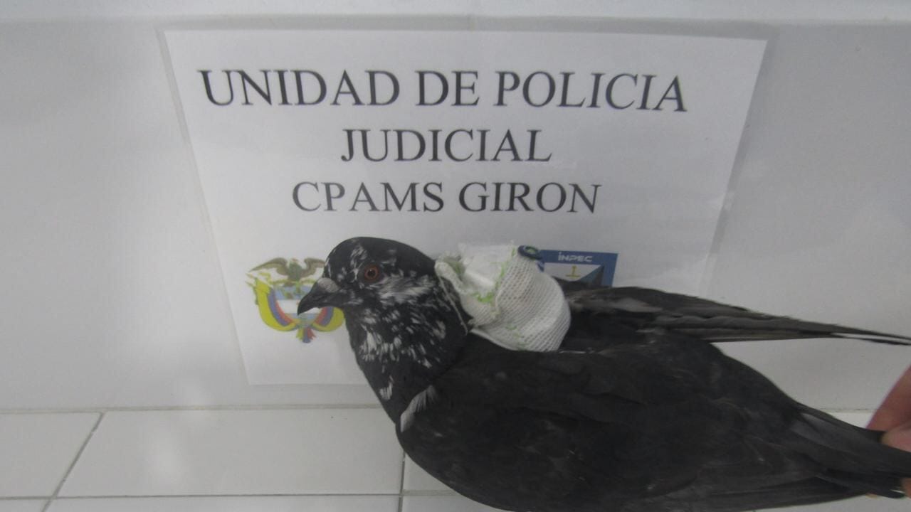 Paloma 'jíbara' fue capturada en la cárcel de Palogordo