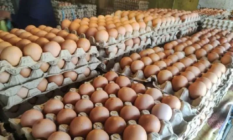 Avicultores donarán un millón de huevos para combatir el hambre en Colombia