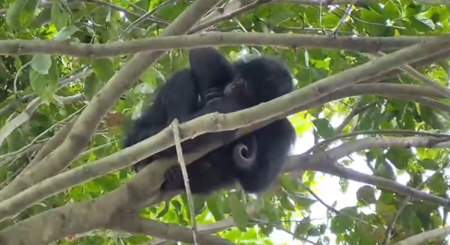 De una jaula al bosque: rescatan dos monos en Bucaramanga y Floridablanca