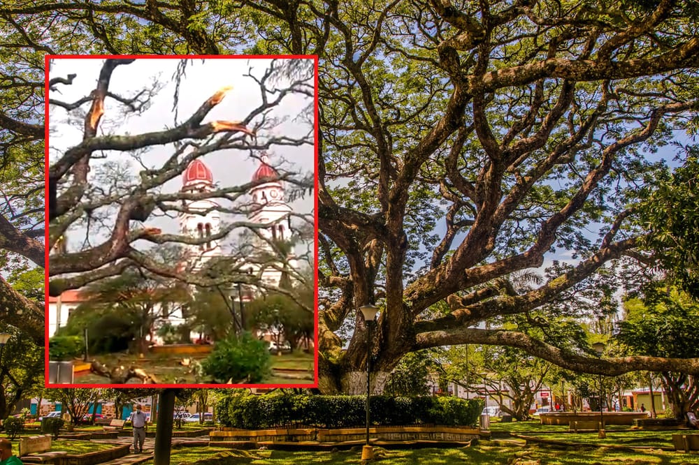 Vendaval casi acaba con El Samán, árbol de 113 años ícono de Charalá imagen de la publicación