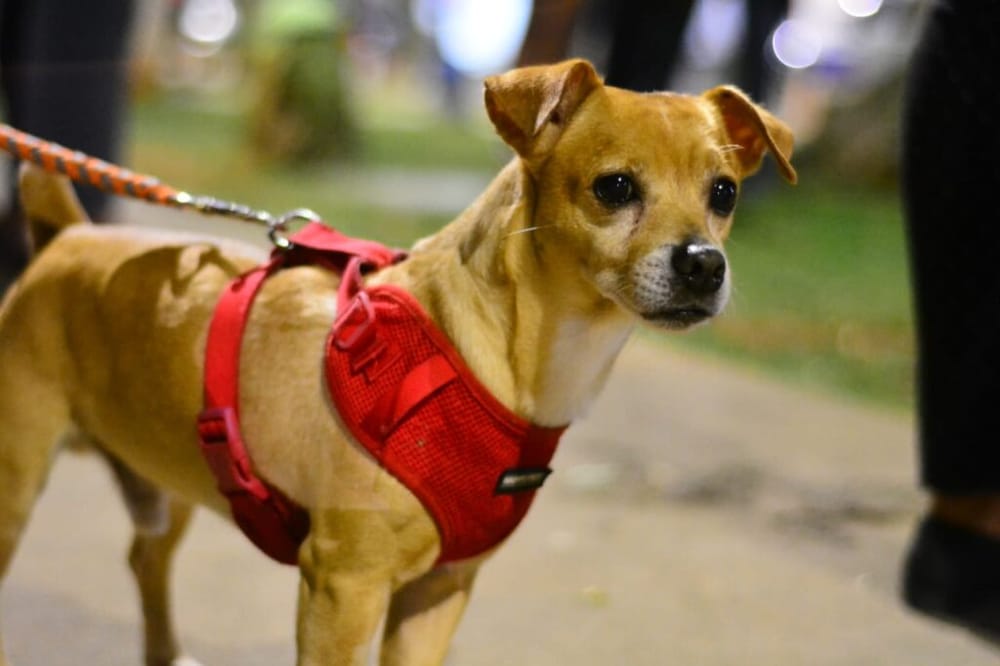 Preocupación en barrio El Porvenir por envenenamiento de mascotas imagen de la publicación