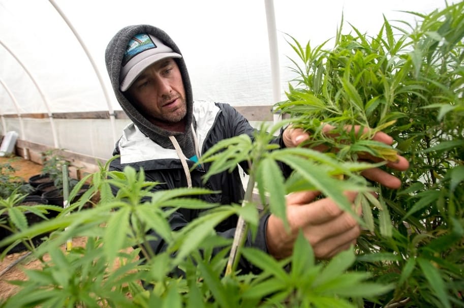 Avanza a tercer debate proyecto que busca regular el cannabis en adultos imagen de la publicación