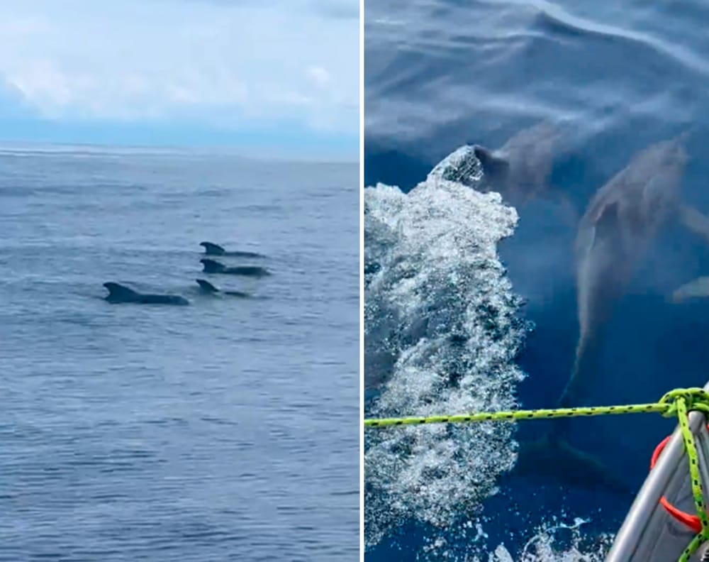 VIDEO. Reportan avistamiento de delfines y ballenas en Barranquilla imagen de la publicación