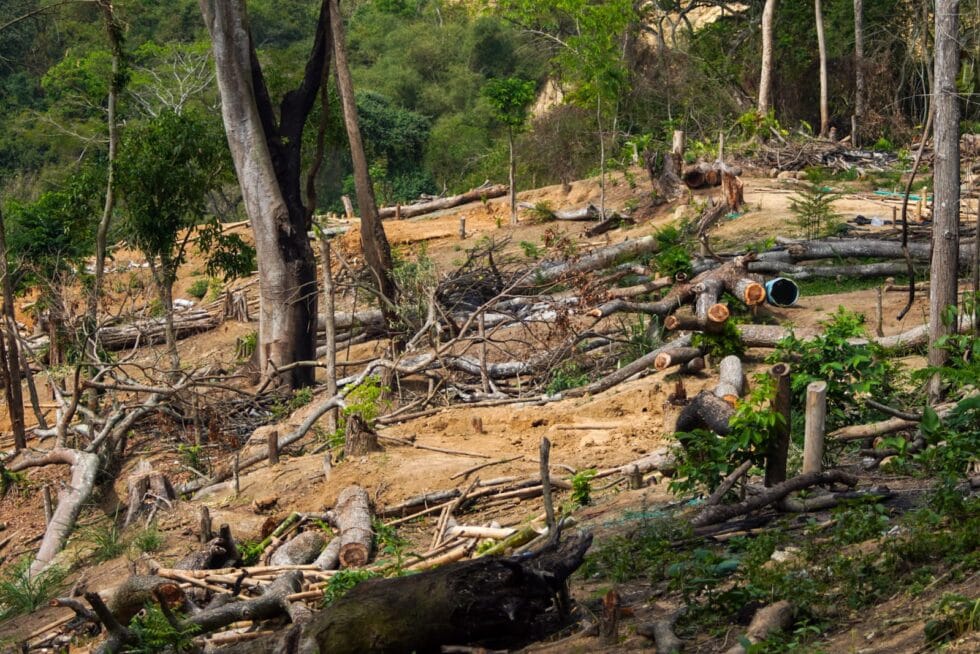 Desalojan y desarman al menos 150 cambuches en zona de protección ambiental imagen de la publicación