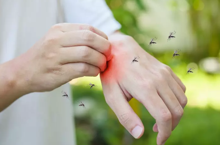 En aumento contagios por dengue, casos superan los 2.700 imagen de la publicación