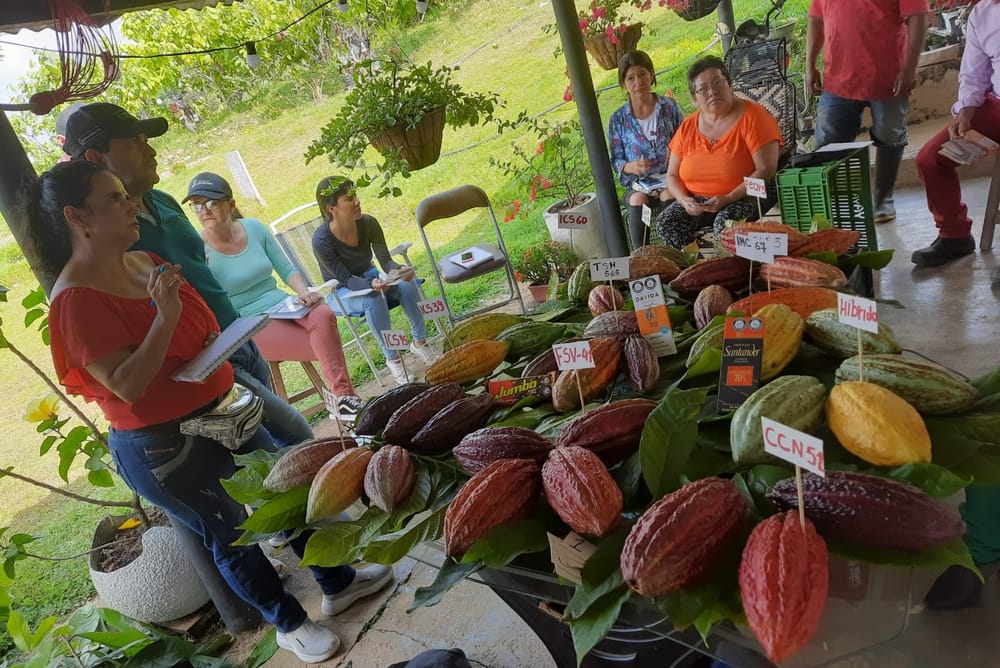 Cacaoteras santandereanas pioneras de la revolución del chocolate nacional imagen de la publicación