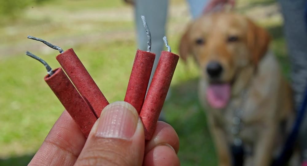 Gobierno departamental pide prudencia en uso de pólvora para proteger a los animales imagen de la publicación