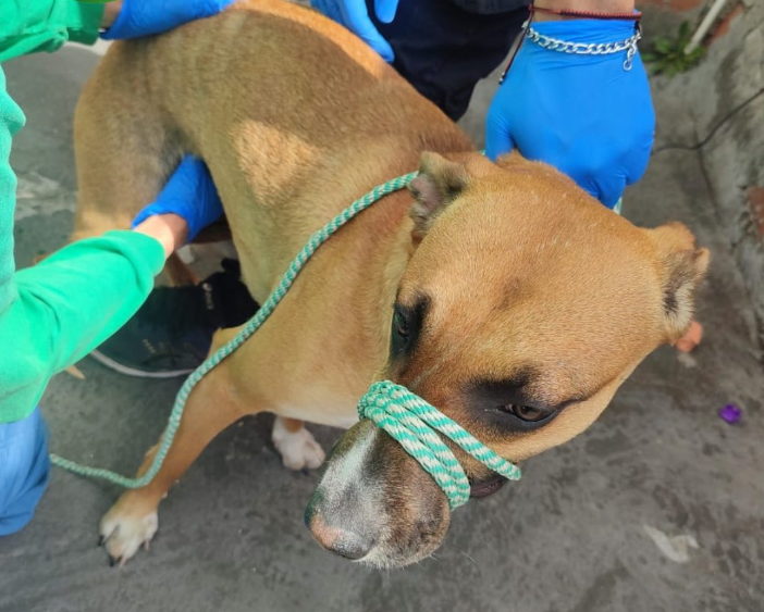 VIDEO. Wanda, la perrita maltratada y golpeada con ladrillos ya fue rescatada imagen de la publicación