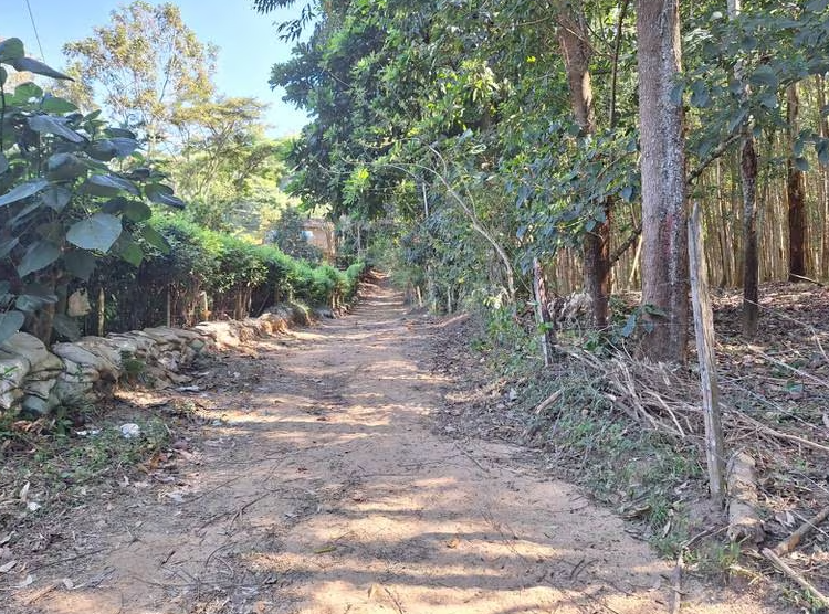 Comunidad denuncia que ha aumentado deforestación en cerros orientales imagen de la publicación