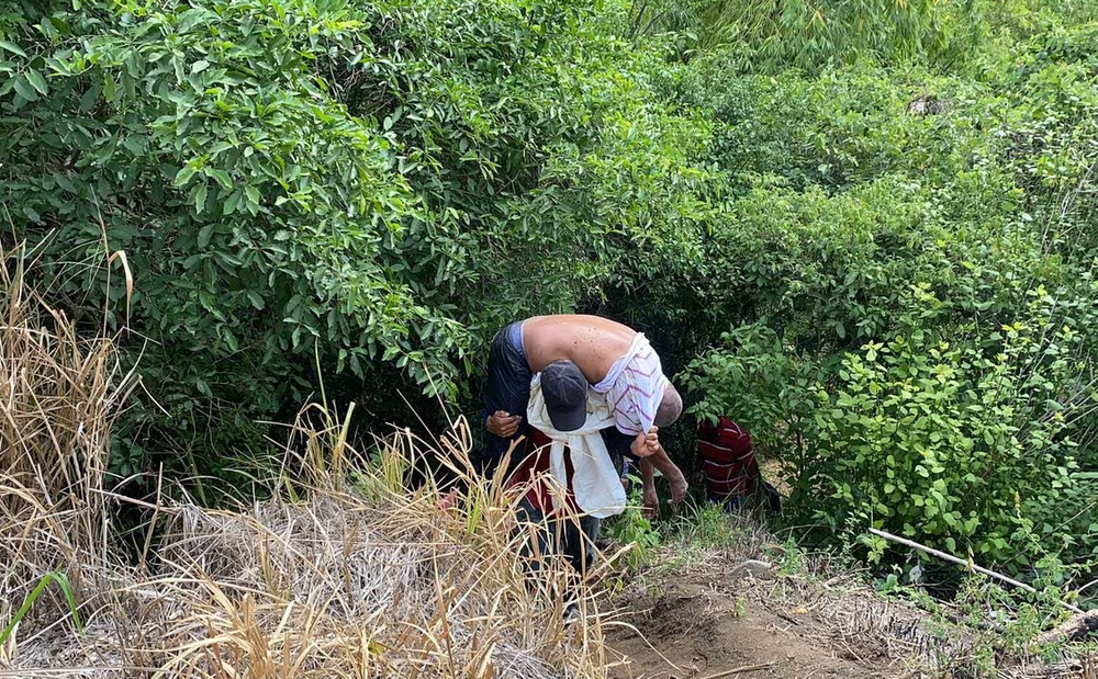 Enjambre de abejas atacó y dejó un muerto y cinco heridos imagen de la publicación