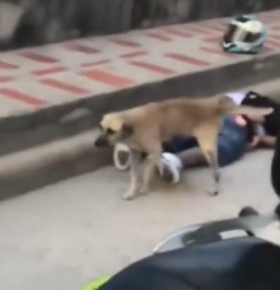 Perro hizo justicia callejera y orinó a un presunto ladrón imagen de la publicación