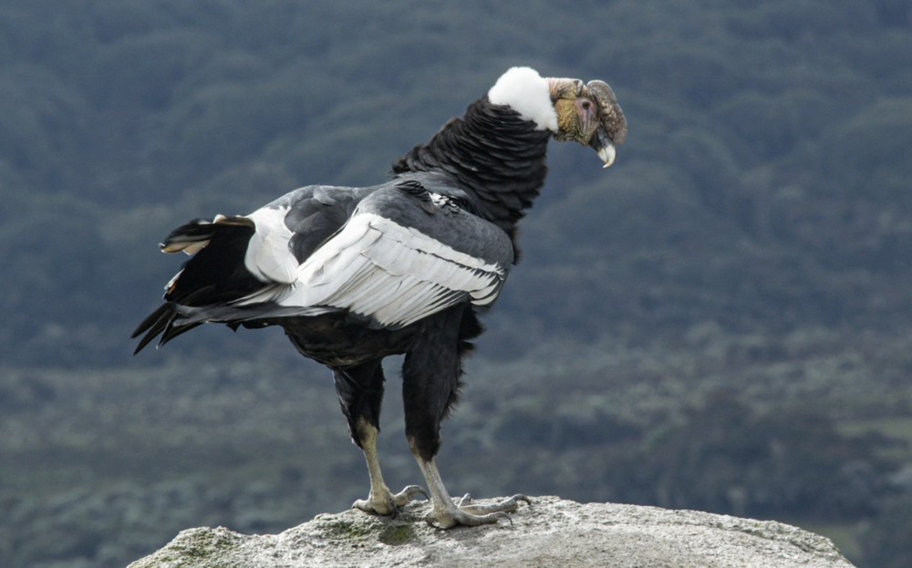 CAS rindió cuentas y reveló acciones históricas en la biodiversidad de Santander imagen de la publicación