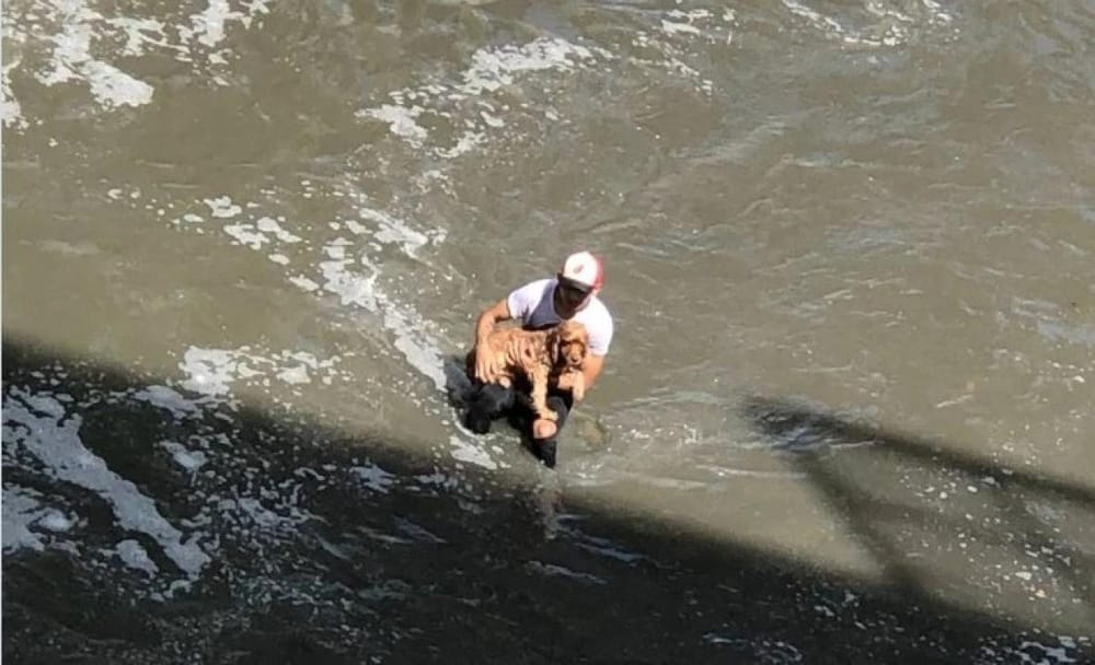 VIDEO. Valiente hombre salvó a perro que se ahogaba en el río Medellín imagen de la publicación