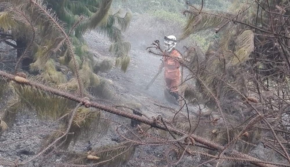 Salvemos a la fauna: CDMB despliega equipo 24/7 ante emergencia por incendios imagen de la publicación