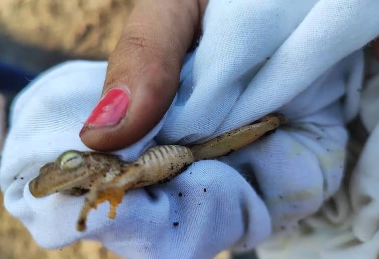 Tragedia ambiental en Piedecuesta: Ciudadanos y activistas se unen para salvar animales imagen de la publicación