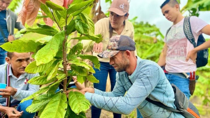 Cacao sería la esperanza de los cocaleros y campesinos en el Catatumbo imagen de la publicación