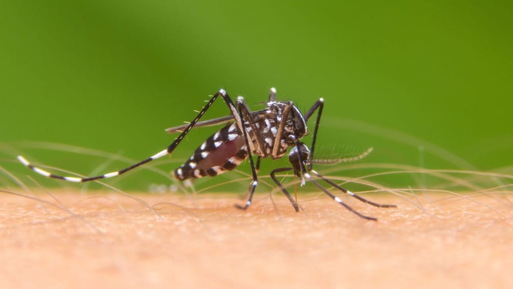 Secretario de Salud de Santander llama a la prevención ante brote de dengue imagen de la publicación