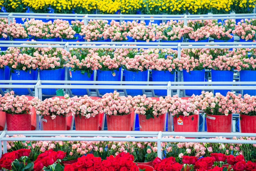 Las flores colombianas engalanan la celebración de San Valentín en Estados Unidos imagen de la publicación