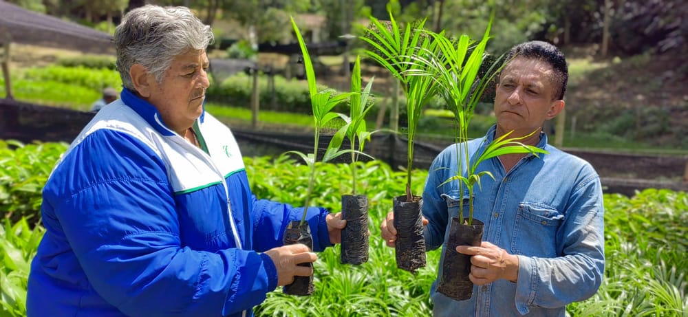 CDMB entrega 30 mil plántulas como alternativa a la Palma de Cera en Semana Santa imagen de la publicación