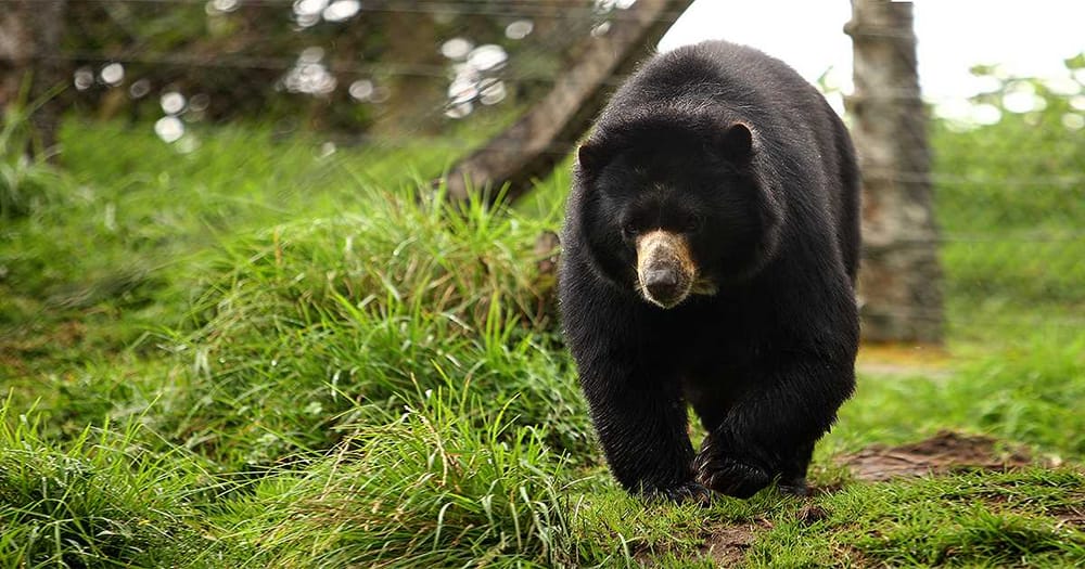 VIDEO. Oso andino se rasca la espalda en reserva de Santander imagen de la publicación