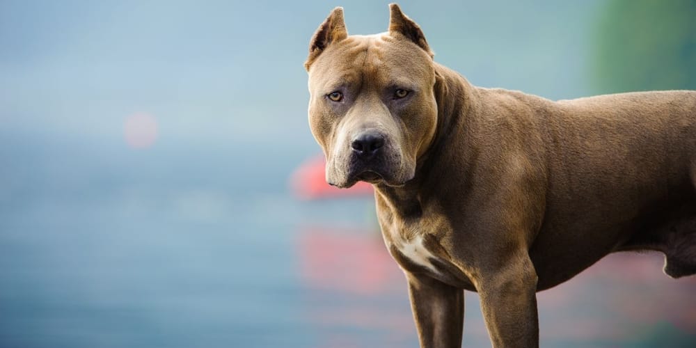 ¡Ataque mortal! Hombre es devorado por sus propios perros pitbull imagen de la publicación