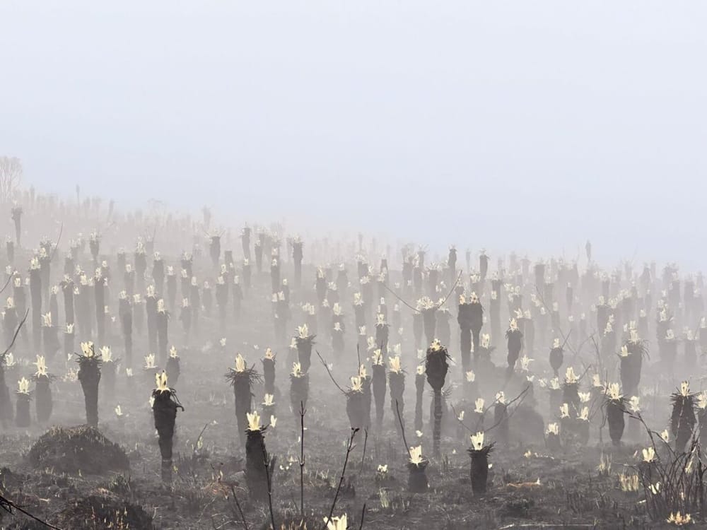 Frailejones del Páramo de Berlín muestran signos de vida imagen de la publicación