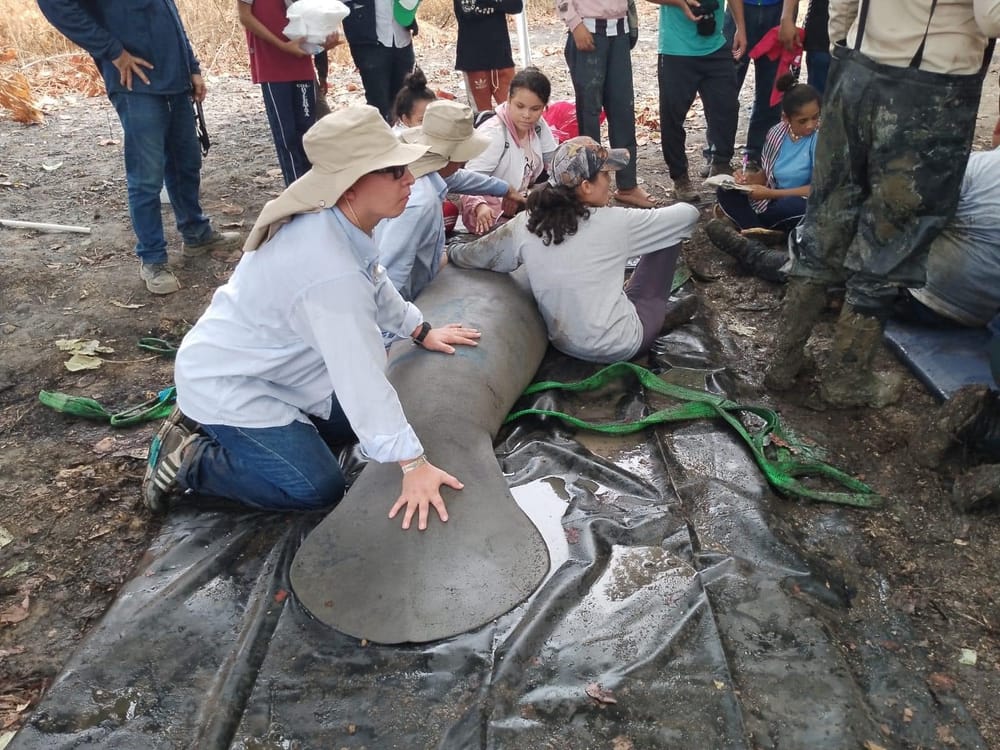 Sequía generó que manatíes quedaran estancados en ciénagas el sur del Cesar imagen de la publicación