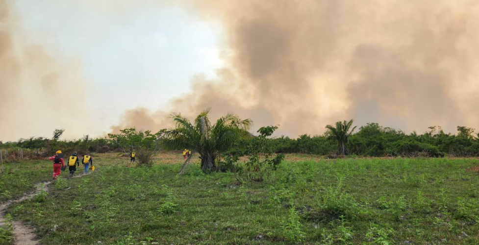 Más de 100 hectáreas de bosque se perdieron debido a 3 incendios forestales imagen de la publicación