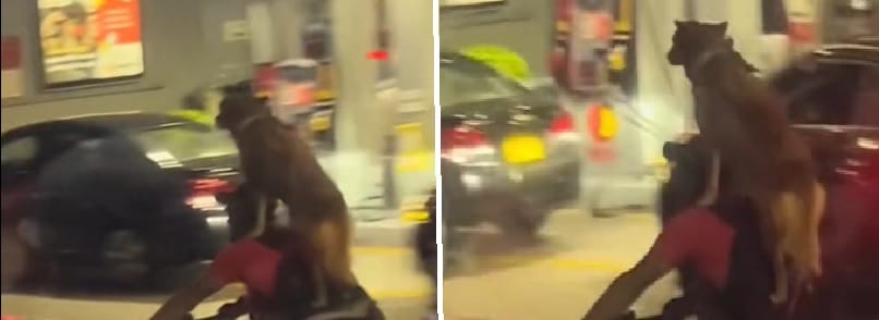 VIDEO. Perro se transporta en bicicleta sin arnés de seguridad imagen de la publicación