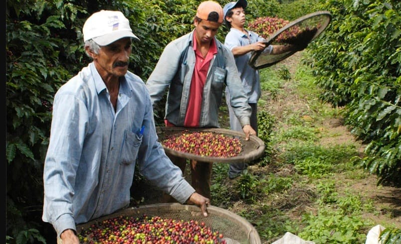 Caficultores santandereanos lideran iniciativa ambiental, convierten residuos de café en abono imagen de la publicación