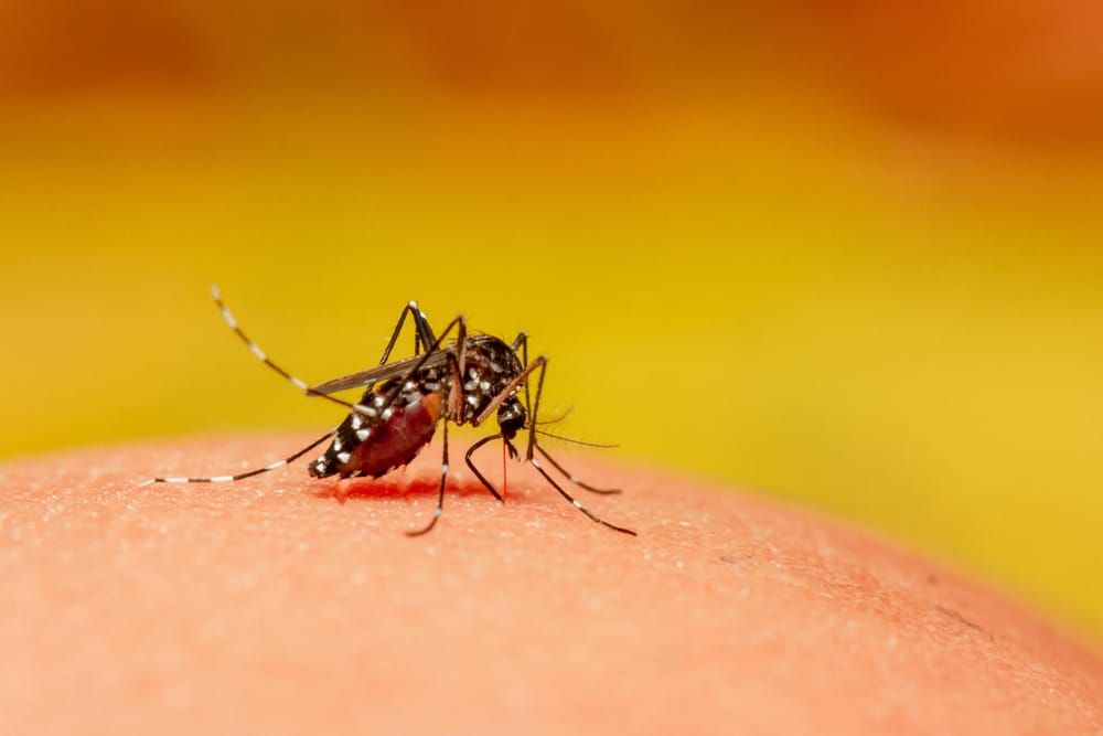 Colombia enfrenta epidemia de dengue con más de 55 mil casos imagen de la publicación