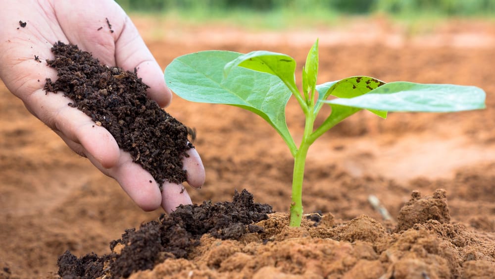 Campesinos de Rionegro (S) producen fertilizantes orgánicos imagen de la publicación