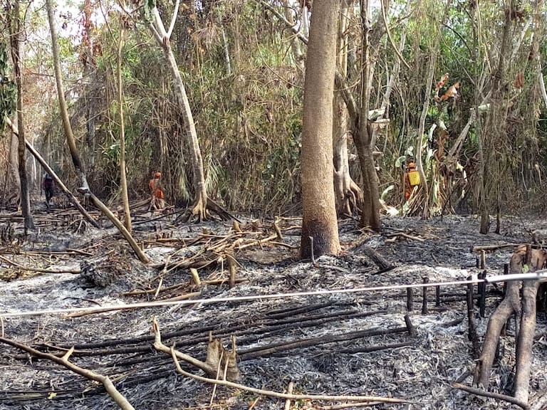 Incendios en Santander habrían sido originados por recolectores de miel de abejas imagen de la publicación