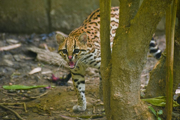 Recompensa de hasta $20 millones por fauna robada en Boyacá imagen de la publicación