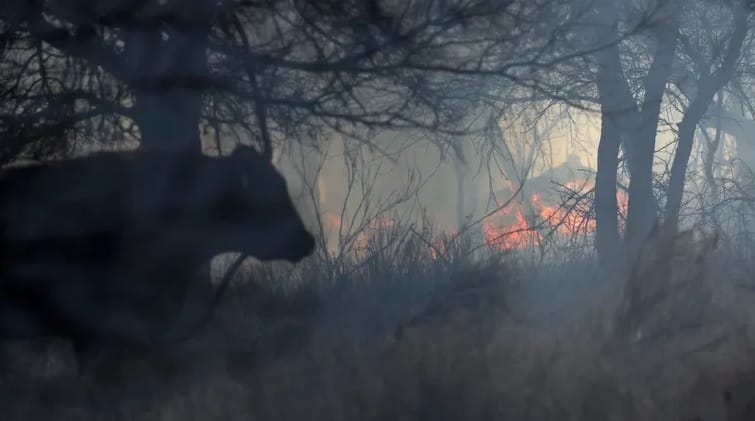 Tragedia en Texas: incendios destruyen miles de hectáreas y afectan a la ganadería imagen de la publicación