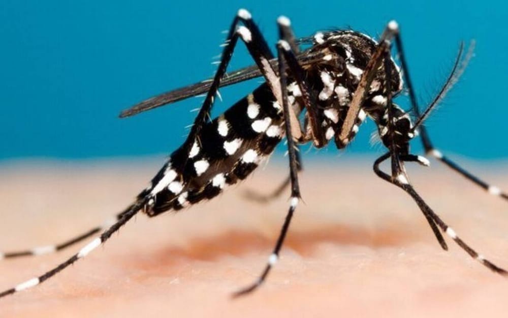 ¡Alerta! Dengue tipo 2 se propaga en Girón imagen de la publicación