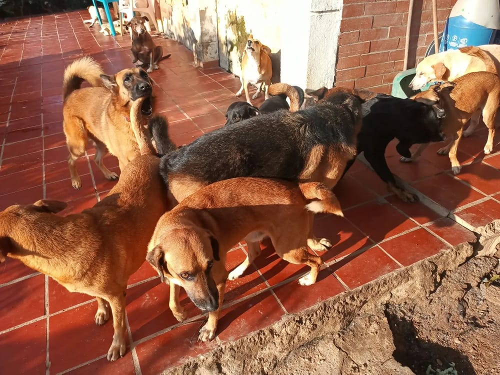 Fundación Damas enfrenta crisis económica y más de 100 animales podrían quedar sin hogar imagen de la publicación