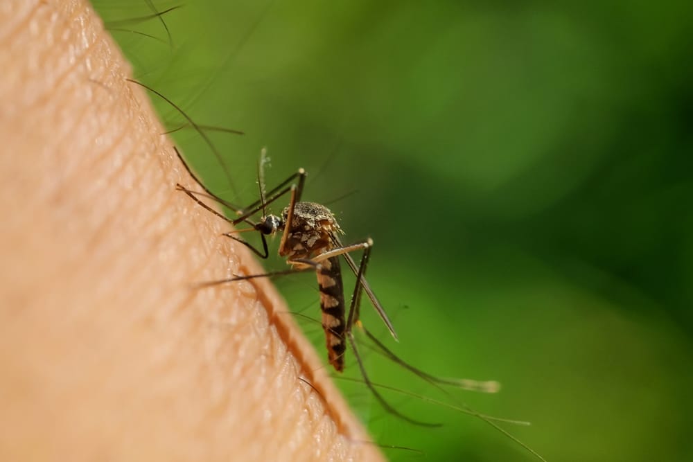 Nueva variante del dengue podría explicar aumento de casos en Colombia imagen de la publicación