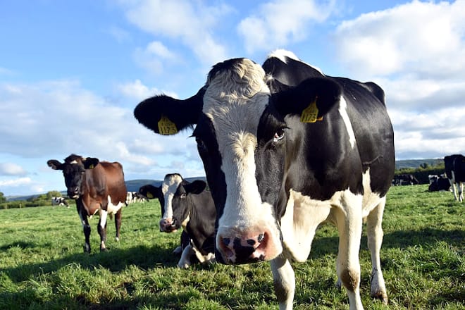 Gripe aviar llega a vacas, OMS insta a la vigilancia global imagen de la publicación