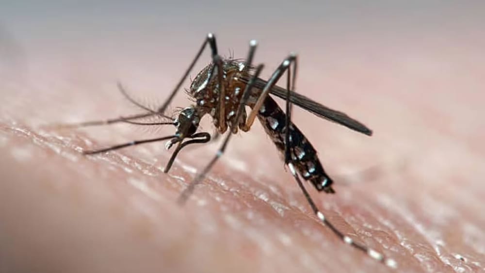 Autoridades de San Gil luchan contra criaderos de dengue en casas imagen de la publicación
