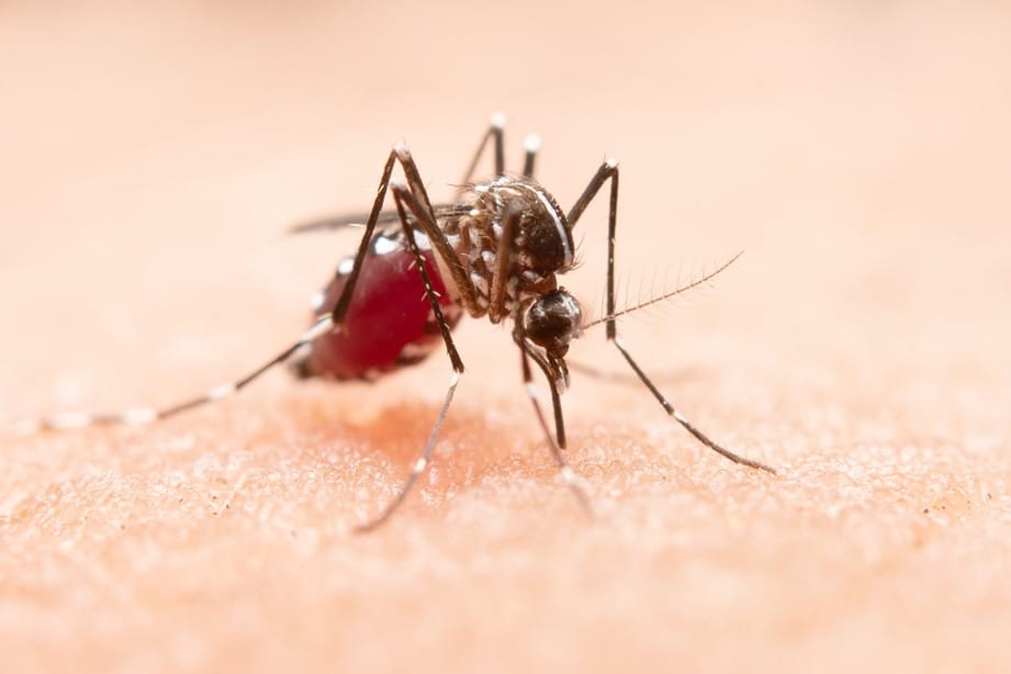 Preocupación en Lebrija por aumento de casos de dengue imagen de la publicación