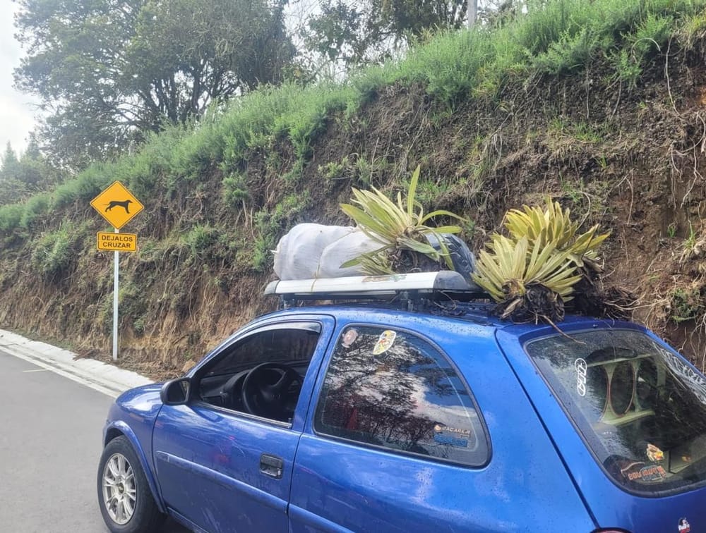 Arrestan a hombre por talar frailejones en parque natural imagen de la publicación