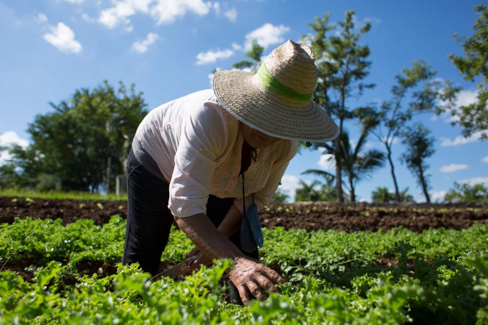 Floridablanca capacitará productores agrícolas para el comercio electrónico imagen de la publicación