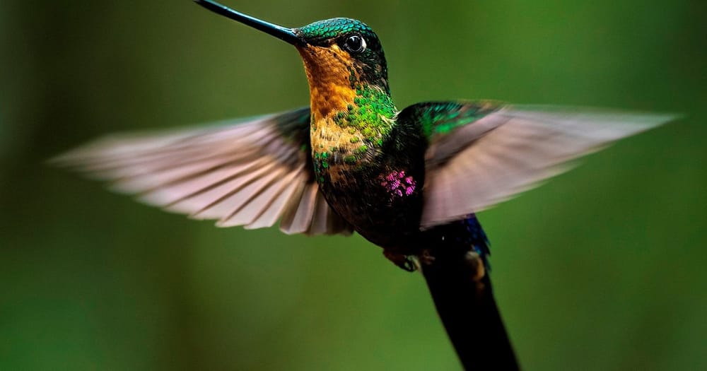 Tecnología solar impulsa investigación de colibríes en altas montañas imagen de la publicación