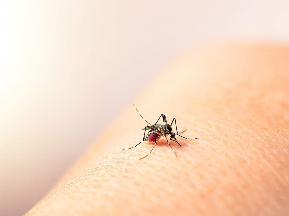 Se dispararon los casos de dengue en Girón y más de la mitad son niños imagen de la publicación